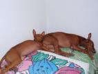 Cirneco Photo